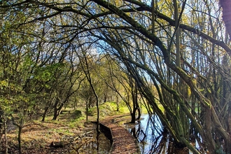 trees drooping over a path in the Pitstone Fens