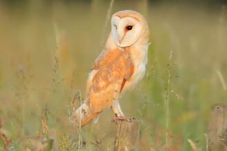 Barn owl