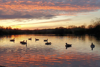 Silhouette of geese on a lake with pink clouds reflected in the water