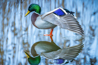 Symmetrical reflection of a mallard duck standing in water