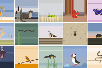 Al Boardman species graphics