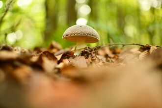 A mushroom with a round, brown cap, speckled with white dots, emerges from a woodland floor of brown leaves.