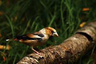A male hawfinch perched on a large fallen branch. It has a large, thick beak and a russet orange, black and cream plumage.