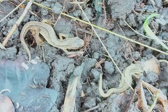 two newts amongst mud and grass