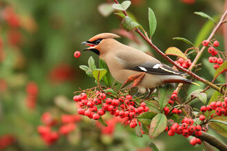 Waxwing perched on a tree branch, dropping a red berry