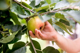 A hand picking an apple from a tree 