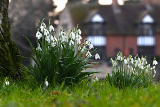 Two clusters of snowdrops flowers, with white petals drooping down. A blurred building is visible in the background.