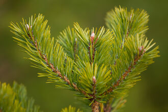The topmost branches of a small Scots pine