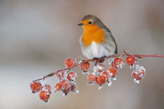 A robin perched on a branch of frosty crab apples