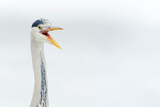 Winter portrait of a heron with beak open