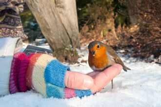 Robin feeding from a hand