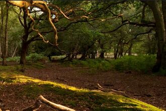 BBOWT CG Feb-26 Talk - Forest - RossHoddinott2020VISION