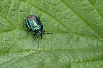 A blue shieldbug, shiny and metallic, walking across a leaf