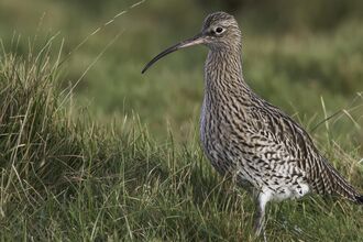 Curlew