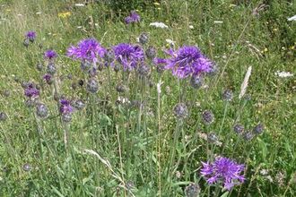 Knapweed at College Lake