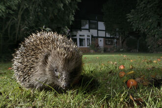 A hedgehog browning on a garden lawn at night, with apples on the ground