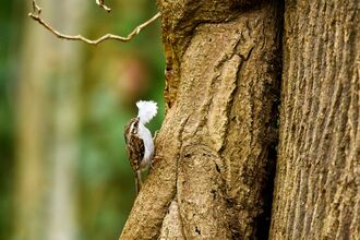 A treecreeper ascending the trunk of a tree, with a white feather in its beak
