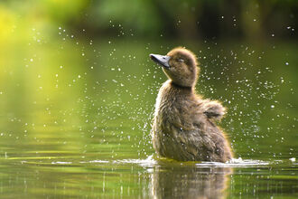 Tufted duckling splashing in water