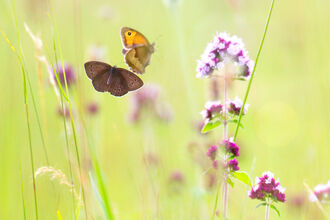 A ringlet and a gatekeeper butterfly flying above wildflowers in a soft-focus grassy meadow