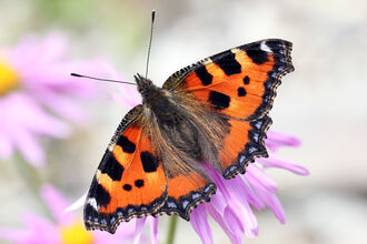 Small tortoiseshell butterfly