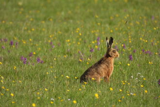 A brown hare sat in a wildflower meadow