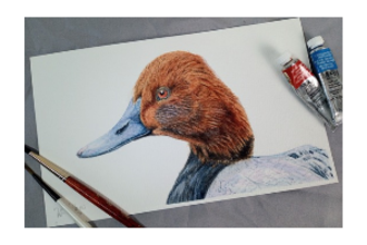 Pochard Watercolour - Michelle White