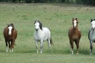 Welsh Mountain Ponies