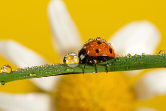 Macro image of a ladybird on a blade of grass covered in dew drops. A daisy flower is reflected in the drops.
