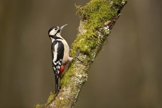 Great spotted woodpecker perched on a moss-covered tree branch