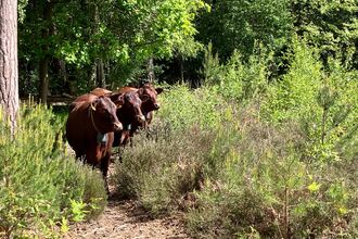 Three brown cattle standing in amongst scrub
