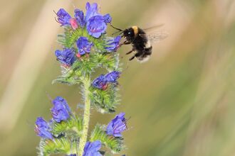 A bumblebee alighting on the blue viper's-bugloss flowers