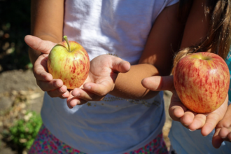 Apples in childrens hands