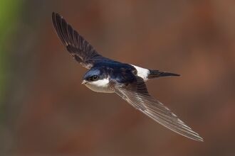 Flying house martin