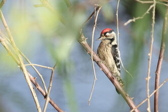 A lesser spotted woodpecker perched on a branch