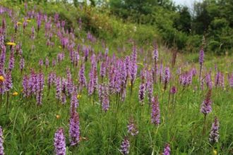 BBOWT CG Feb-26 Talk - Forest - RossHoddinott2020VISION