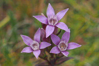 A purple flower with five petals viewed from above