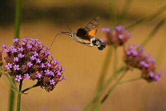 A hummingbird hawk-moth hovering over purpletop vervain flowers with its proboscis lowered
