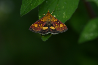 A mint moth, with colourful purple and gold leaves