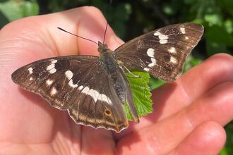 A purple emperor butterfly perched on a person's hand. A large section of its wing is missing.