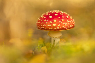Bright red cap of a fly agaric mushroom