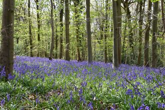 Chilterns Living Woodland