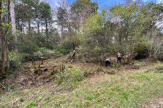 A group of volunteers cutting away at a group of trees