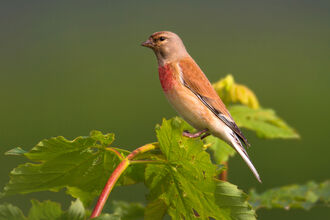 Linnet perched on a branch