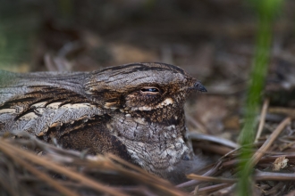 Nesting nightjar