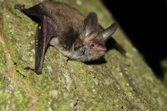 Bechstein's bat on a tree trunk