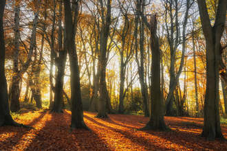 Sun shining through ancient woodland