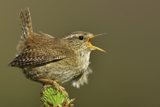Wren singing in territory by Andy Rouse/2020VISION