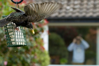 Starling on bird feeder