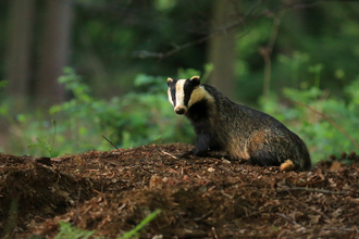 Badger in woodland