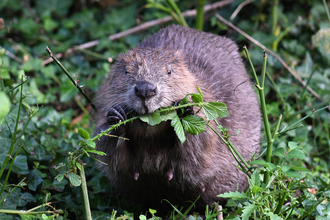 Beaver eating vegetation